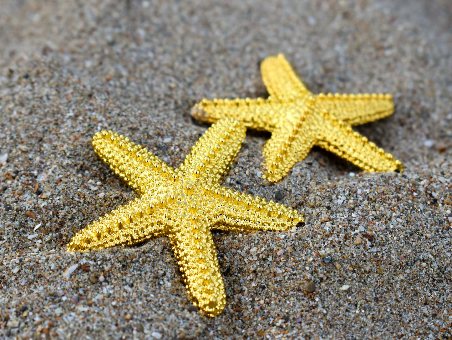 Starfish Shine Earrings