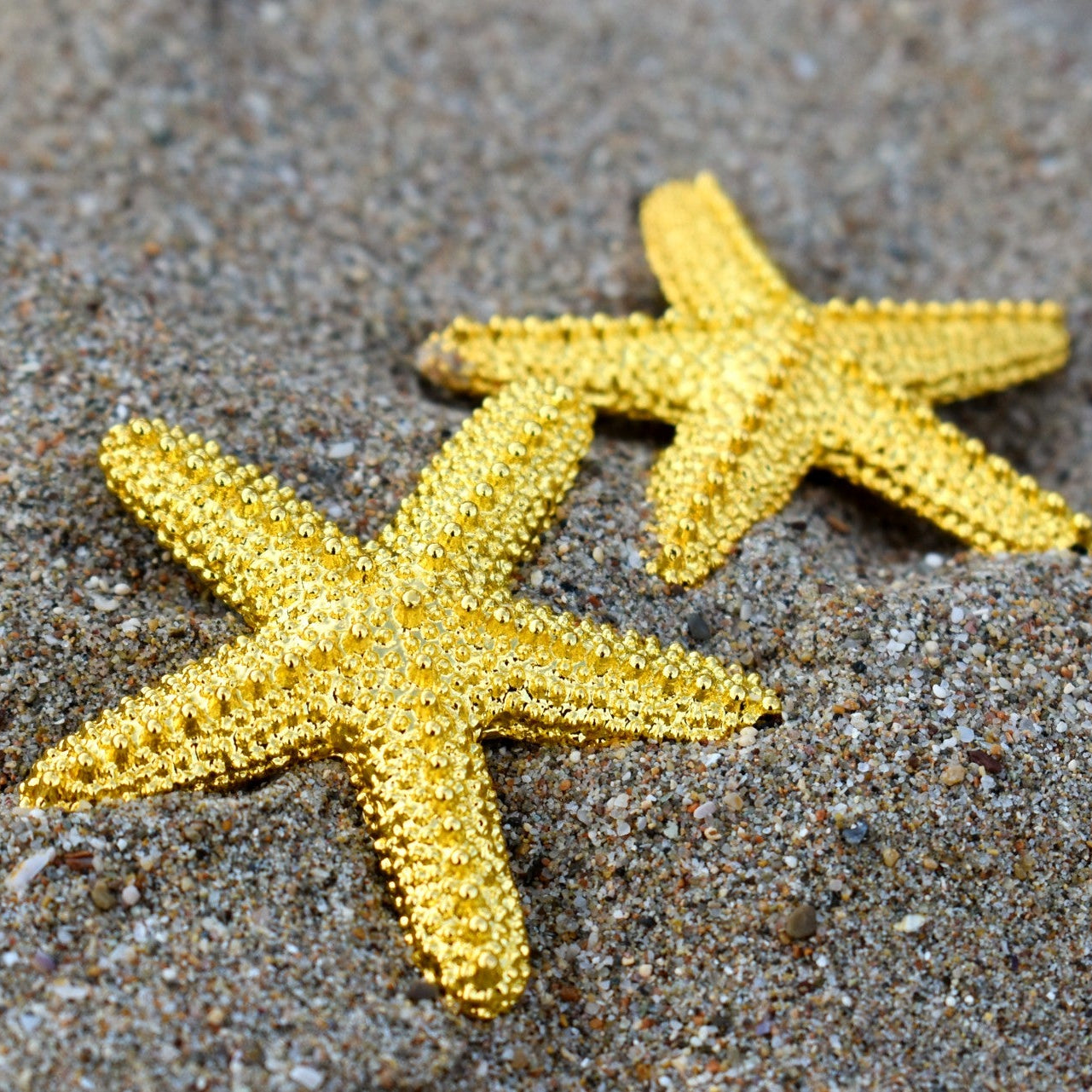 Starfish Shine Earrings